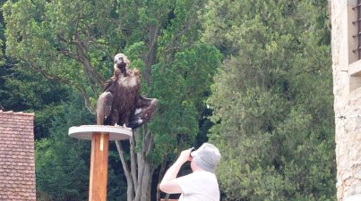 Bad Rappenau-Burg Guttenberg