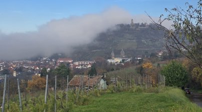 Herbstwanderung-Wein-und-Wald- Guldenzoll-Weg