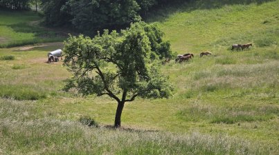 Wanderung-vorderer-Odenwald