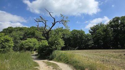 Wanderung-vorderer-Odenwald