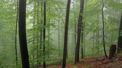 Hügelgrabwanderung 