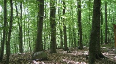 Hügelgrabwanderung 