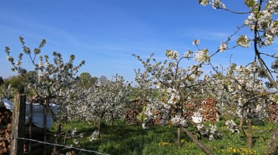 Dabei konnte man die in Blüte stehenden Bäume in den Gärten bewundern, Neubürgern war dieser Weg unbekannt und er wurde dankbar angenommen. Nach der Mittagspause wanderte diese Gruppe auf dem gleichen Weg zum Friedhof Mitte zurück, während die besseren Wanderer über den Kappelgrund vorbei am Ecktürmchen, Richtung Waldfriedhof und Hohberg Bensheim erreichen
Paul Schelter und Willy Völker bedankten sich bei den Wanderführerinnen für die gelungene Frühlingswanderung. Erfreulicherweise konnte der OWK Bensheim in letzter Zeit einige neue Mitglieder in seinen Reihen begrüßen. 