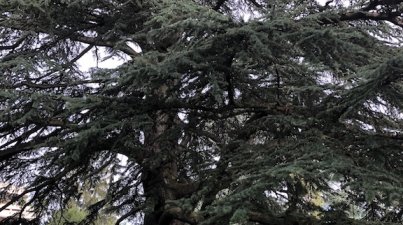 Weinheim - Schlosspark - Hermannshof - Exotenwald