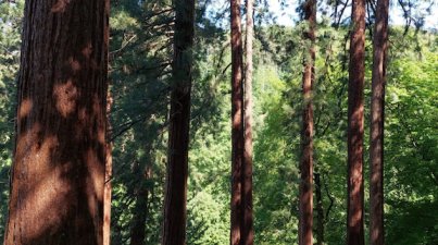 Riesen-Mammutbäume im Staatspark Fürstenlager, Alter: 155 Jahre