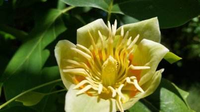Blüte des Tulpenbaums im Staatspark Fürstenlager