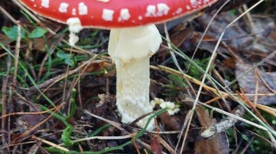 Wanderfahrt-Freinsheim