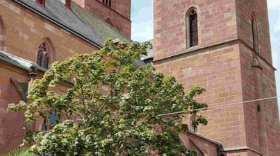 Neustadt an der Weinstraße